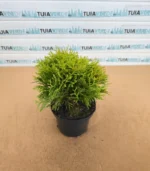 tuia-danica-11