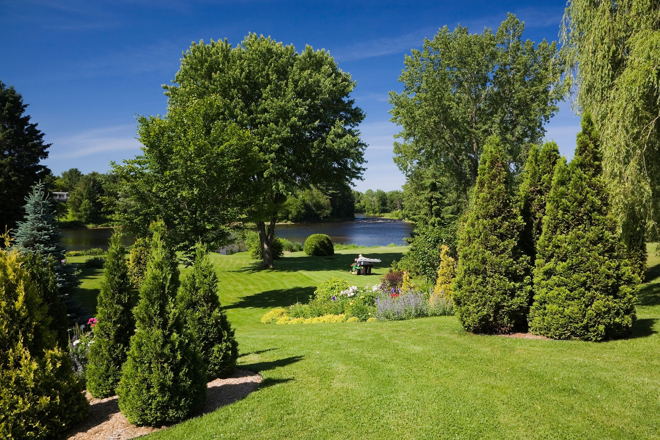 tuia verde gradina 4