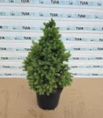 picea-glauca-conica-nou-1