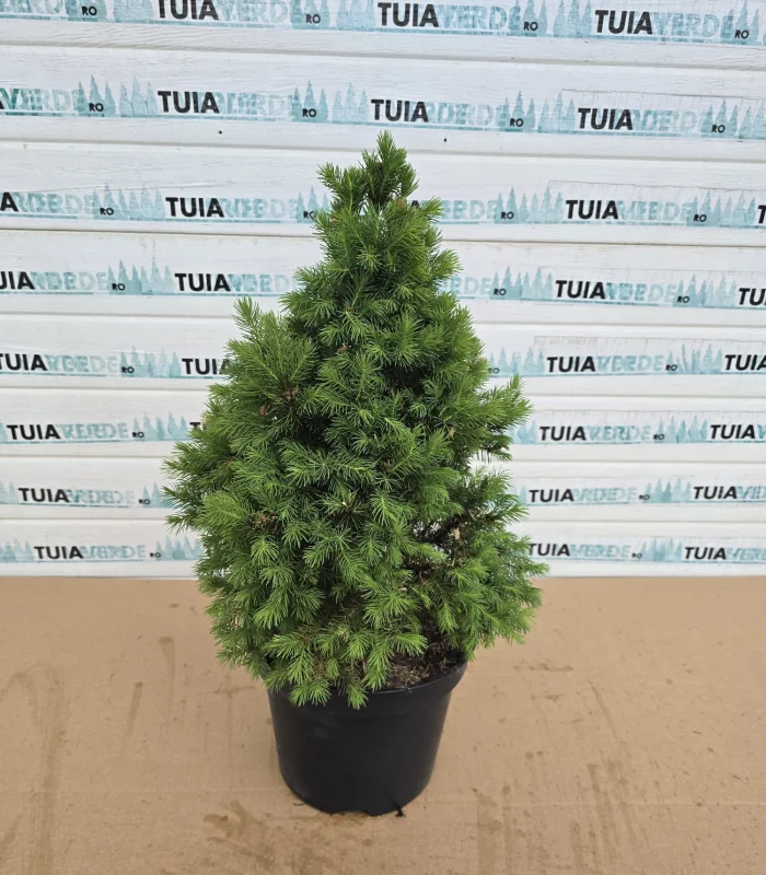 picea-glauca-conica-nou-1