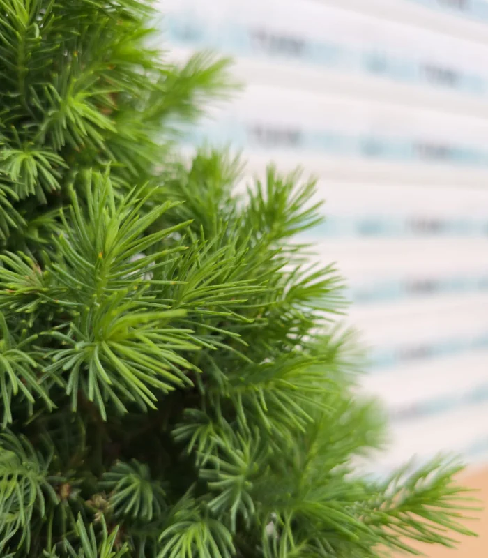 picea-glauca-conica-nou-2
