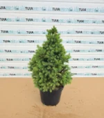 picea-glauca-conica-nou-3
