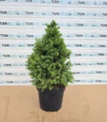 picea-glauca-conica-nou-4