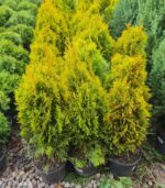 tuia-golden-4