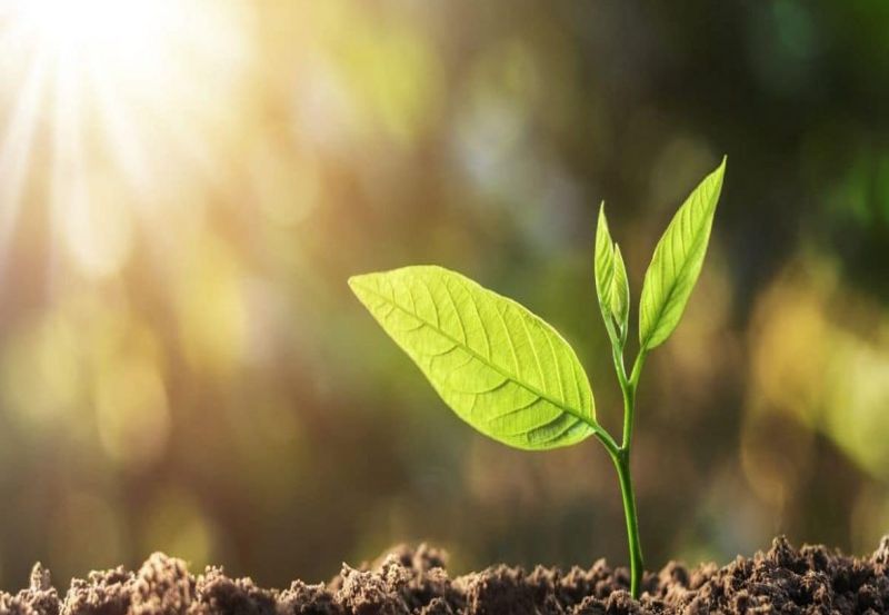 are-nevoie-tuia-de-soare-si-lumina