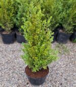 buxus-1