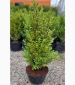 buxus-2-700x800-gri