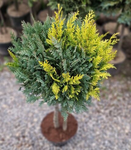 chiparos-bicolor-2