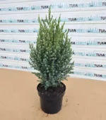 ienupar-jenuperus-stricta-1