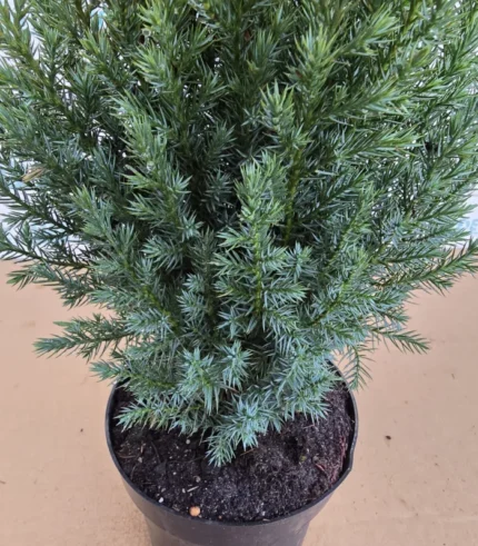 ienupar-jenuperus-stricta-2