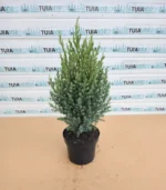 ienupar-jenuperus-stricta-3