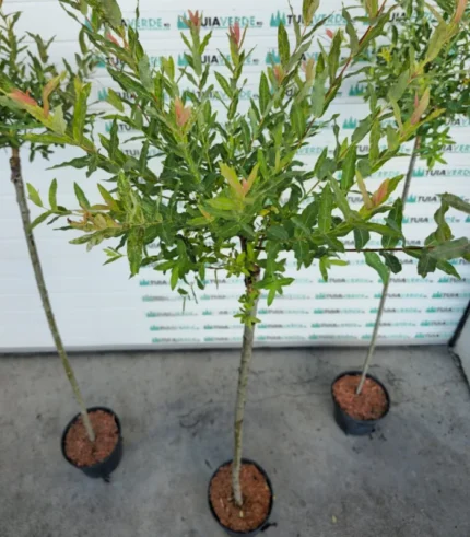 salcie-japoneza-salix-1