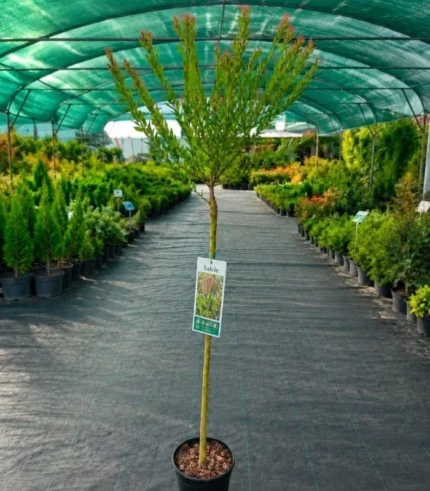 salcie-japoneza-salix-2-1