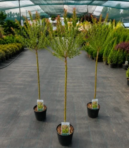 salcie-japoneza-salix-2-2