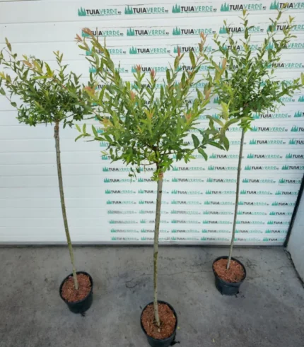 salcie-japoneza-salix-2
