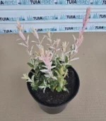 salcie-japoneza-tufa-ghiveci-2l-3