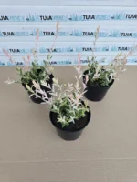 salcie-japoneza-tufa-ghiveci-2l-5