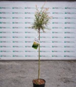 salix-salcie-japoneza-trunchi-1