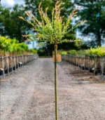 salix-salcie-japoneza-trunchi-2