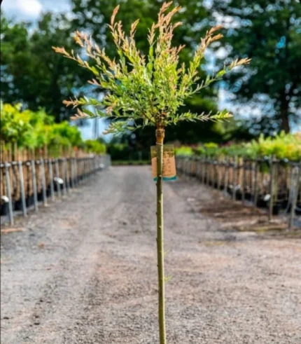 salix-salcie-japoneza-trunchi-2
