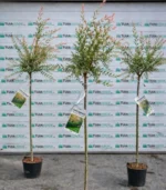 salix-salcie-japoneza-trunchi-3