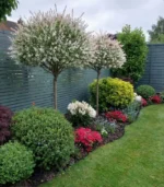 salix-salcie-japoneza-trunchi-4