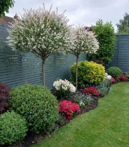 salix-salcie-japoneza-trunchi-4