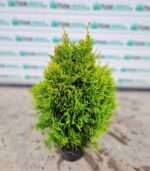 tuia-golden-smaragd-2
