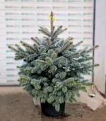 brad-argintiu-ghiveci-super-blue-1