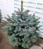 brad-argintiu-ghiveci-super-blue-2