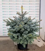 brad-argintiu-ghiveci-super-blue-3