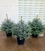 brad-argintiu-ghiveci-super-blue-4