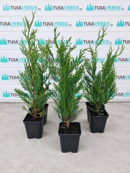 Chiparos Leylandii