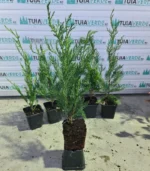 chiparos-leylandi-mic-1