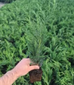 chiparos-leylandi-mic-3