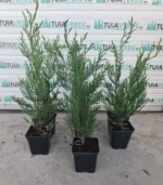 chiparos-leylandi-mic-4