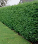 chiparos-leylandii-4