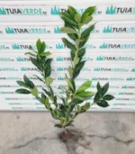 laur-englezesc-prunus-laurocerasus-1