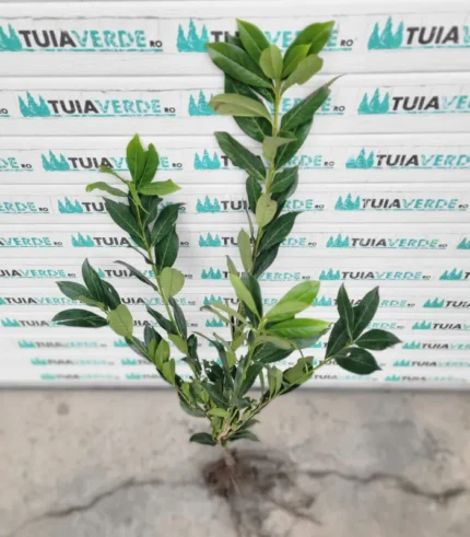 laur-englezesc-prunus-laurocerasus-1