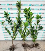 laur-englezesc-prunus-laurocerasus-2