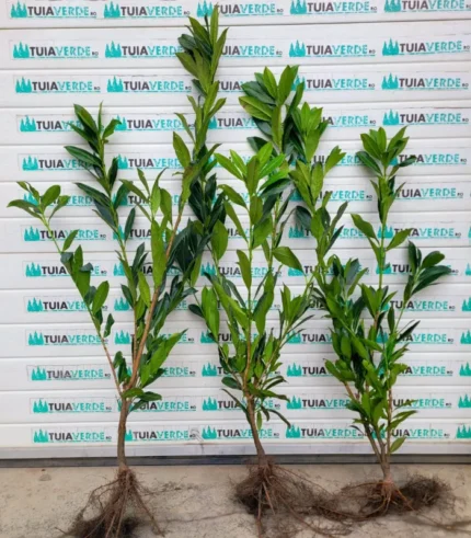 laur-englezesc-prunus-laurocerasus-3
