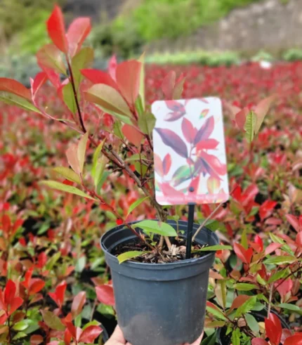 photinia-red-robin-1