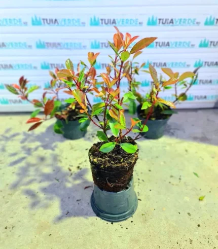 photinia-red-robin-2