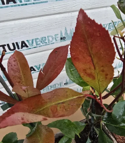 photinia-red-robin-ghiveci-2