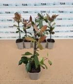 photinia-red-robin-ghiveci-4