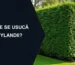 De-ce-se-usuca-planta-Leylandii