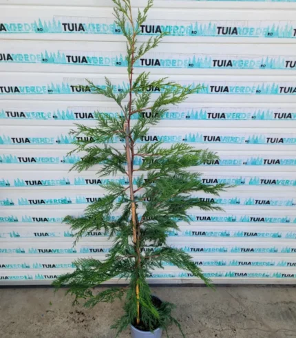 chiparos-leylandi-mari-2