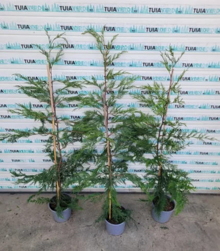 chiparos-leylandi-mari-3