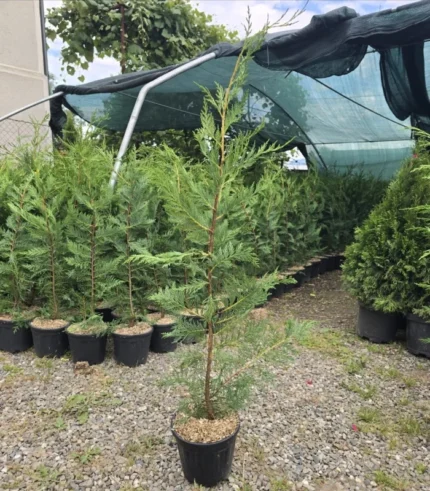 chiparos-leylandii-1metru-1