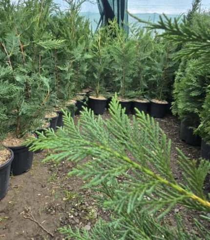 chiparos-leylandii-1metru-2